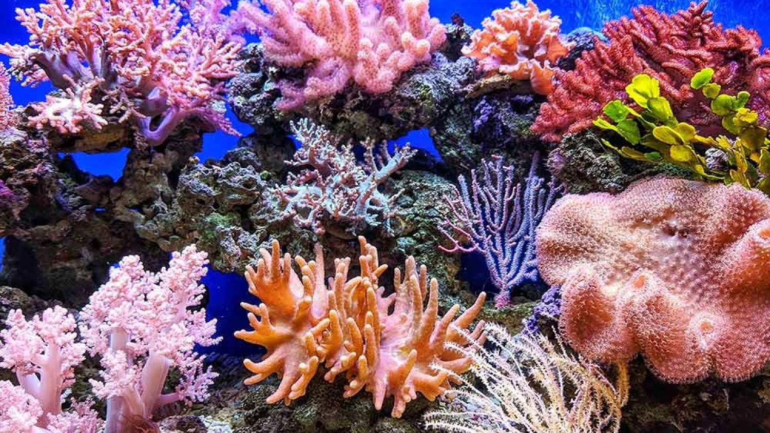 Un evento extremo de calor oceánico explicó el mayor daño registrado en arrecifes de coral