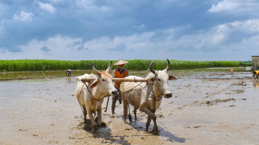 Rejuvenecimiento de la agricultura y la vida de los agricultores de la India