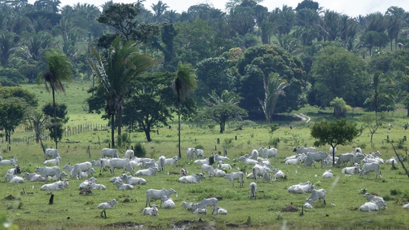 Santa Cruz sigue firme a la cabeza de la ganadería en Bolivia