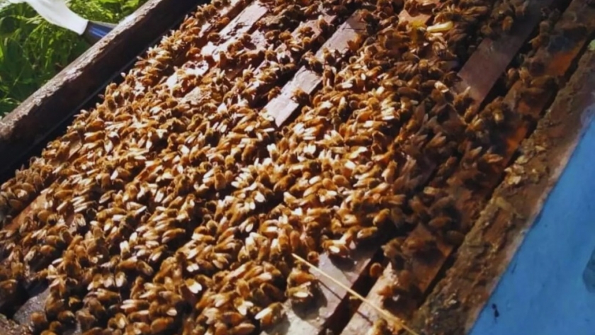 Gracias al asesoramiento del INTA, aumentó la producción de miel en Tinogasta