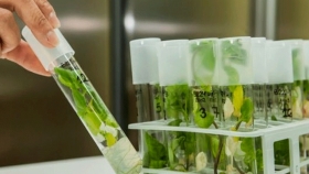 Investigadoras del Conicet trabajan por una fotosíntesis más eficiente 