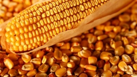El maíz también cae en la Bolsa de Chicago