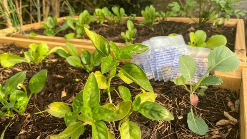 Huerta en tu Hogar: con la entrega en Capital, comenzó la distribución de semillas