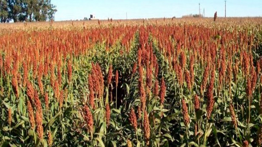 Advanta: Sorgo bien manejado, más grano y forraje ganado