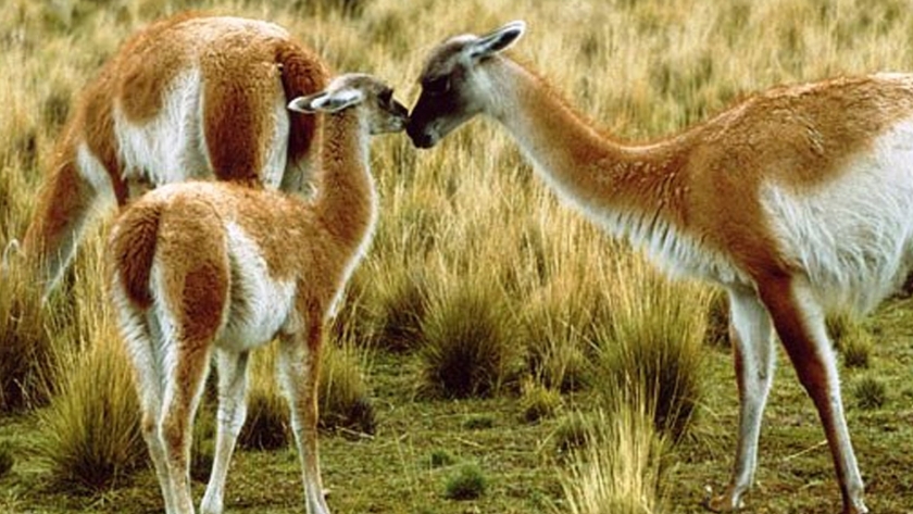 Chubut prepara un proyecto para el aprovechamiento sustentable de las poblaciones de guanacos silvestres