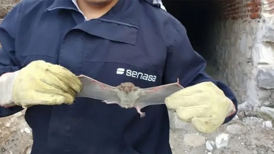 Alerta por casos de rabia en Las Breñas: una doble amenaza, salud animal y salud pública.