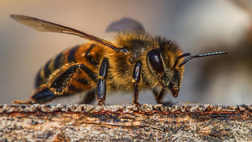 Descubierta en Brasil de una nueva especie de abeja solitaria y polinizadora