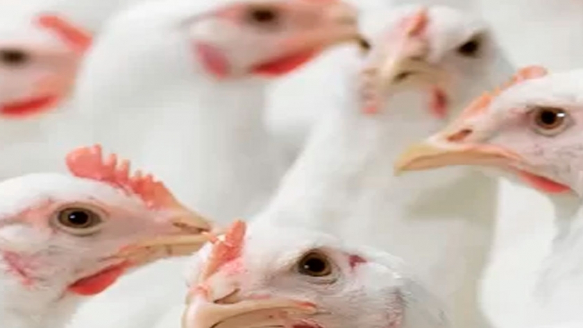 Argentina: consumo de carne de ave alcanza récord histórico en cuarentena