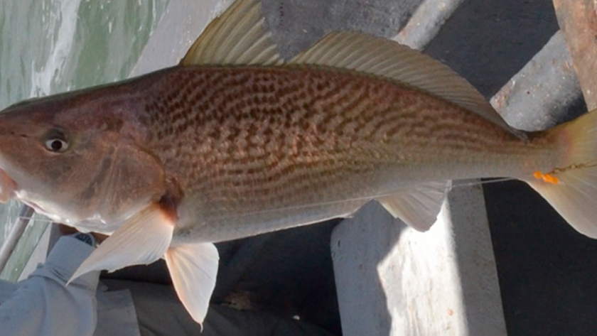 Pesca de Corvina negra (Pogonias cromis)