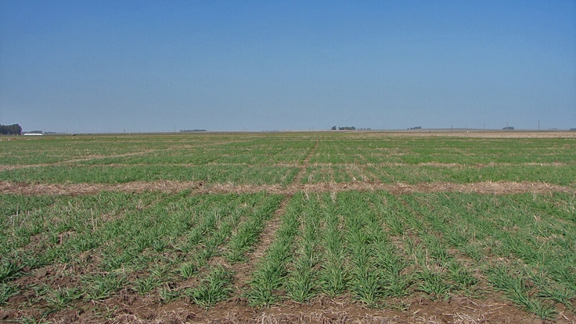 Cebada, un cultivo clave para la Argentina con gran futuro de expansión