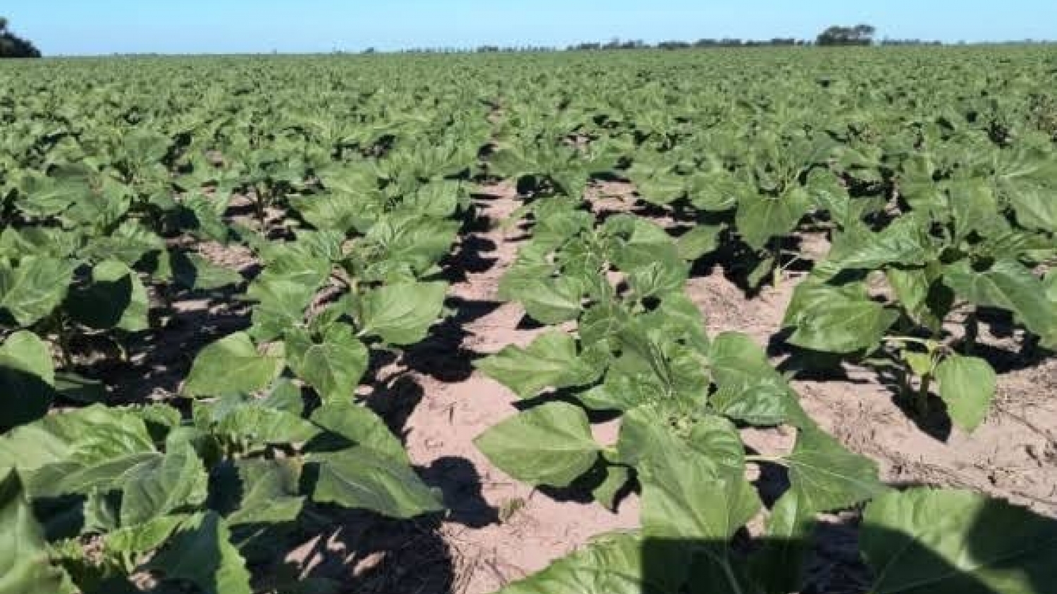 Girasol: Santiago del Estero ya superó el 80% de la siembra”.