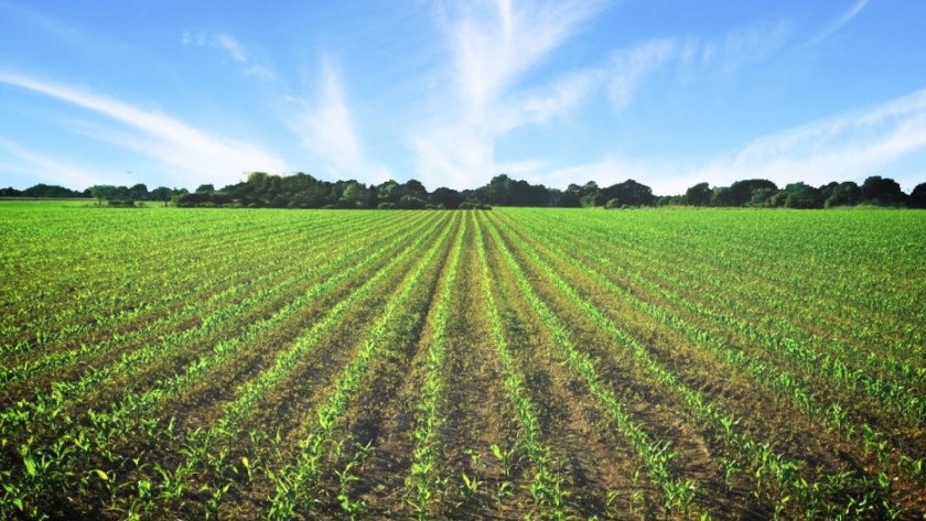 Agricultura transfirió más de 3 mil millones de pesos a pequeños productores agropecuarios del norte del país
