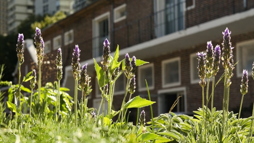 Integrar la naturaleza en entornos urbanos mejora la calidad de vida
