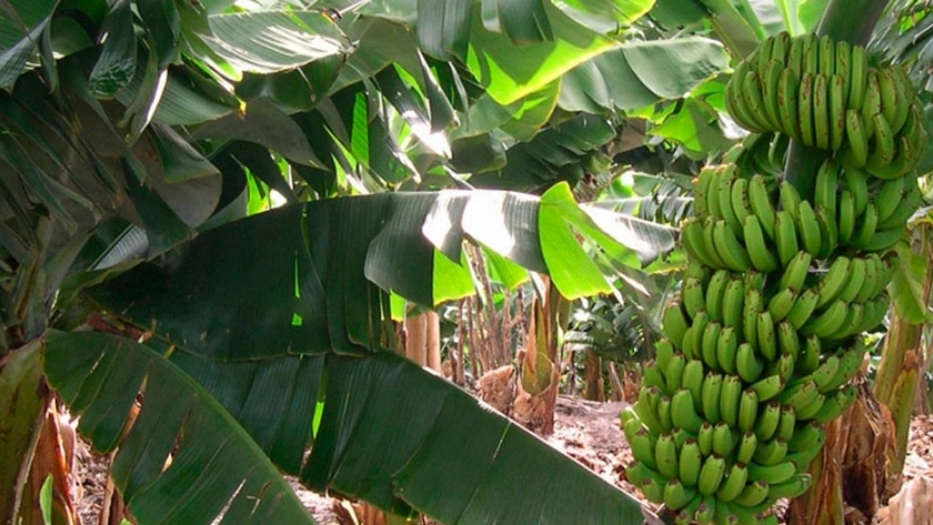 Cedeva distribuye plantines de banana al inicio del nuevo ciclo productivo