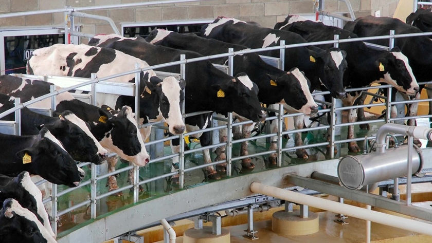 La falta de lluvias condicionaron la producción de leche en la argentina, según rabobank