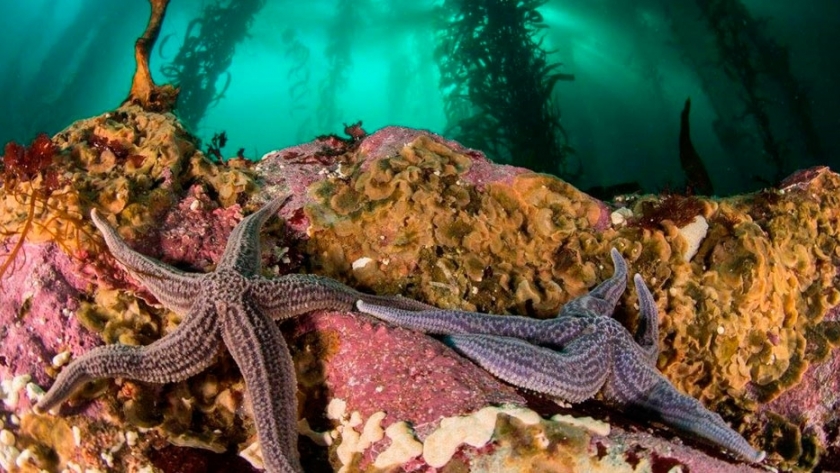 El Ministerio de Ambiente y la National Geographic registran la biodiversidad oceánica en la Patagonia