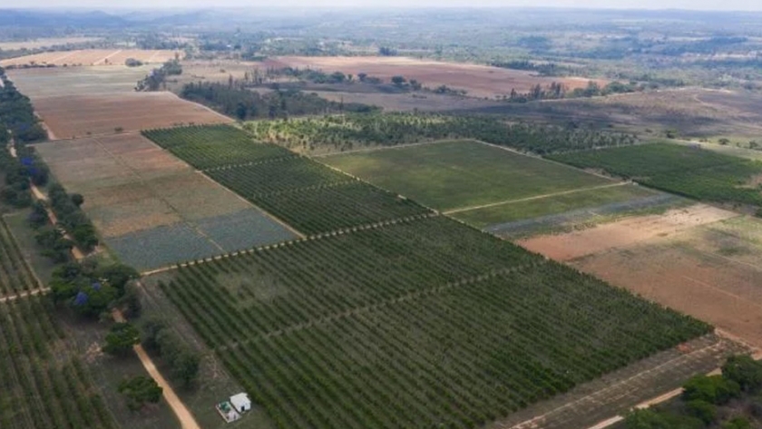 ¿Podría la agricultura fotovoltaica ser la próxima gran tendencia del mercado solar de África?