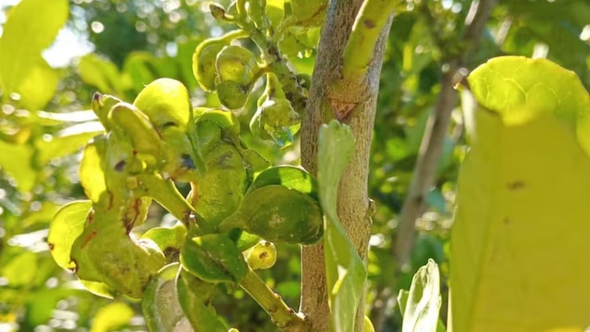 La plaga rulo amenaza la producción de yerba mate en Misiones