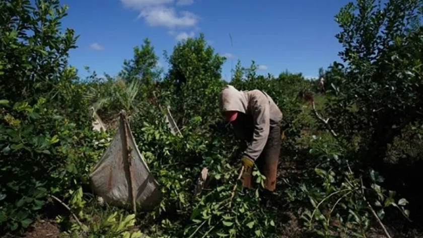 Productores de Misiones advierten sobre una medida que podría “detonar el sector productivo”