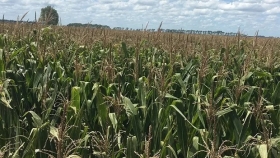 La enfermedad del carbón de la panoja amenaza al maíz: cómo actuar