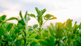 Impulsan la creación del Día Mundial de la Alfalfa con respaldo de entidades y empresas del sector