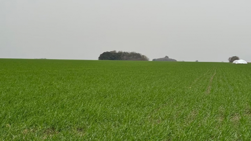 Lluvias dispares en Argentina: alivio en el NEA, preocupación en la región agrícola central