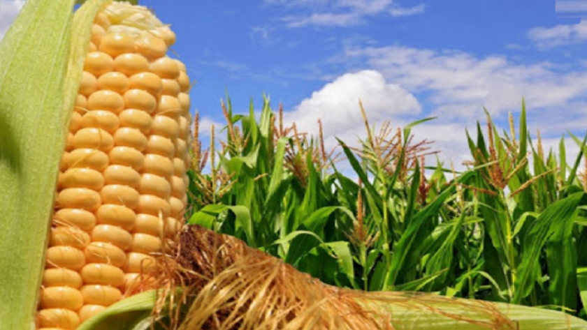 Sistema de información y monitoreo agrícola fortalece producción de maíz en Cojedes