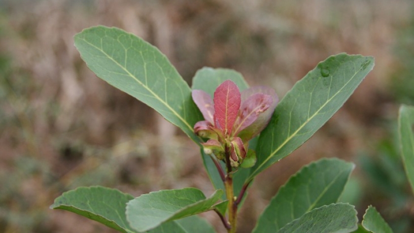 La Secretaría de Agricultura fijó los nuevos valores mínimos para la hoja verde y la yerba canchada