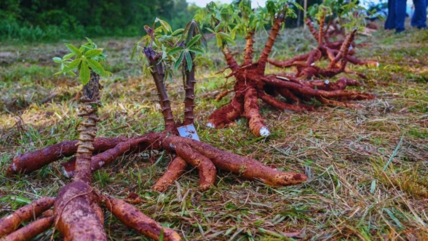 INTA y Fundación Banco Credicoop lanza iniciativa para la agricultura regenerativa