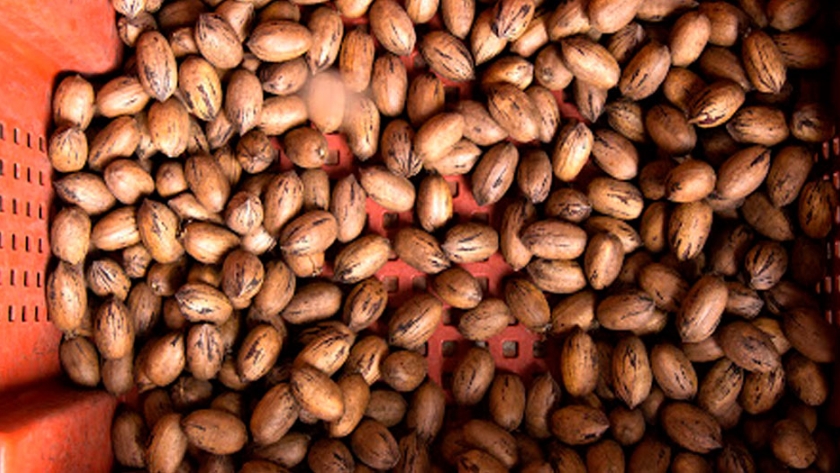 Entre Ríos se destaca en la producción de arándanos y nuez pecán