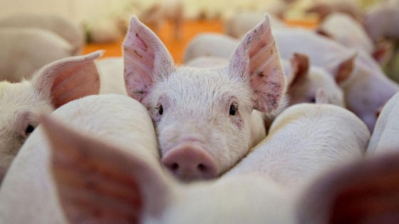 Riesgo sanitario y ambiental acompañaría la instalación de factorías de carne porcina