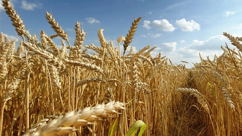 Trigo repunta en mercados internacionales por malas condiciones en cultivos rusos
