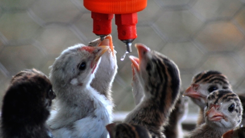 El agua es el nutriente más importante que ofrecemos a las aves