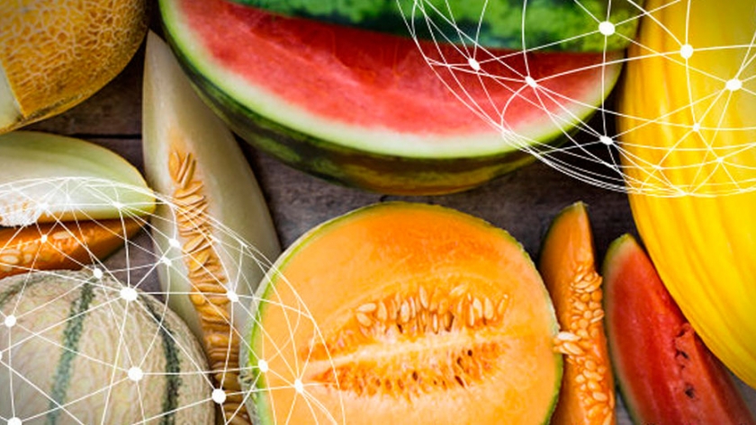Resumen del mercado global del melón y la sandía