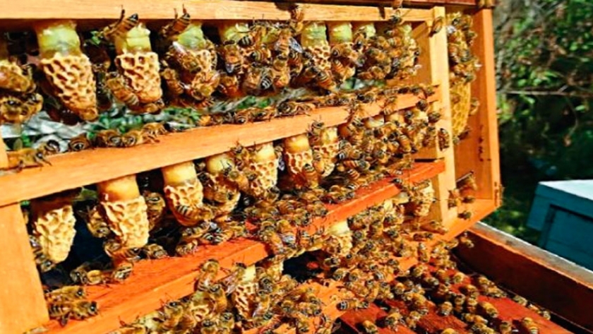La miel de la región tiene características definidas por su origen floral nativo