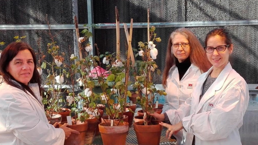 El INTA obtuvo plantas transgénicas de algodón por primera vez en el país