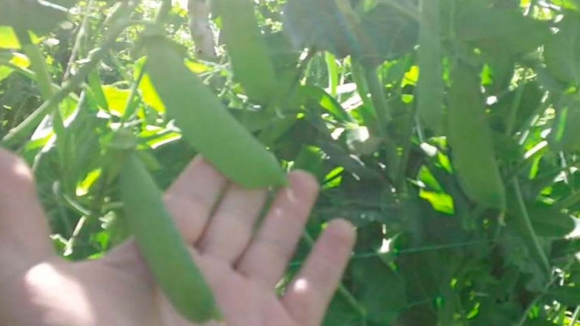 Productores de legumbres del sur santafesino denuncian cartelización
