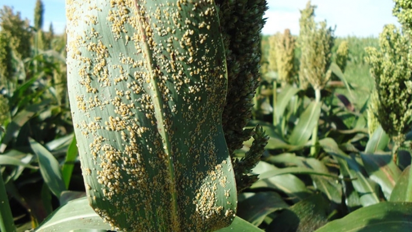 Sorgo: alerta por ataques de pulgones