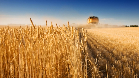 El valor de los granos podrían subir 15% por la caída del acuerdo entre Rusia y Ucrania