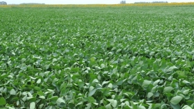 Los granos registran alzas en el Mercado de Chicago