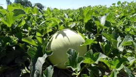 Por sequía y granizo, declaran emergencia agrícola en Formosa para las producciones de sandias, zapallos y melones