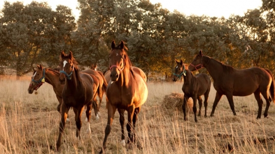 Más caballos argentinos al mundo: exportaciones crecieron 9% en el inicio de 2025