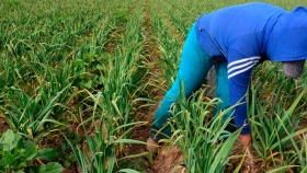 Nuevas trabas al dólar complican al agro y la industria de Mendoza