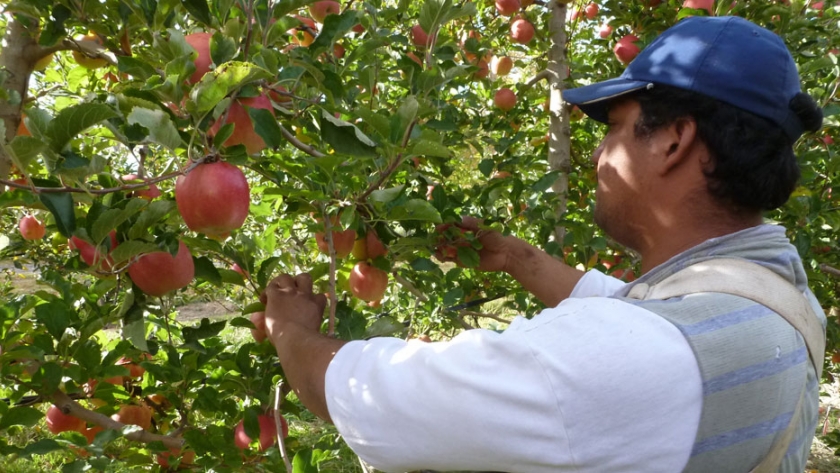 El Gobierno analiza la posibilidad de implementar micro-seguros para la actividad frutihortícola