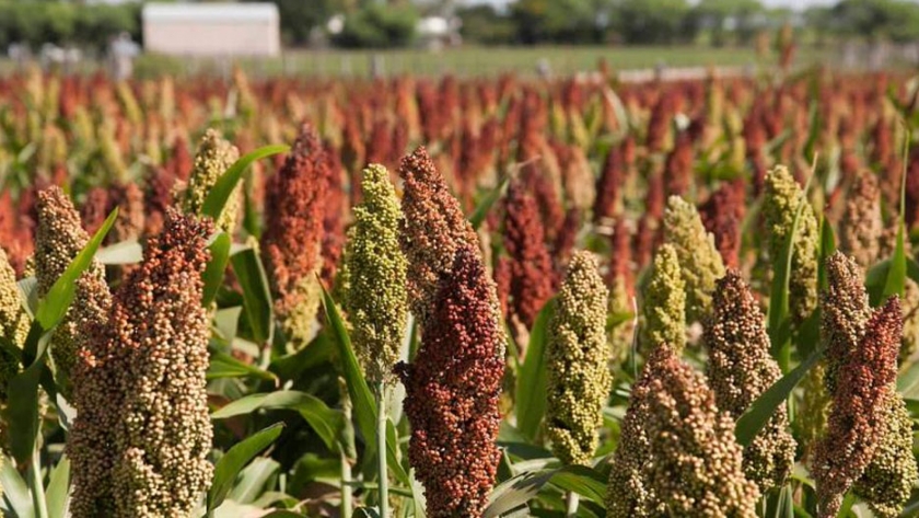Sorgo: Del campo a China: ¿Cómo subirse al barco?
