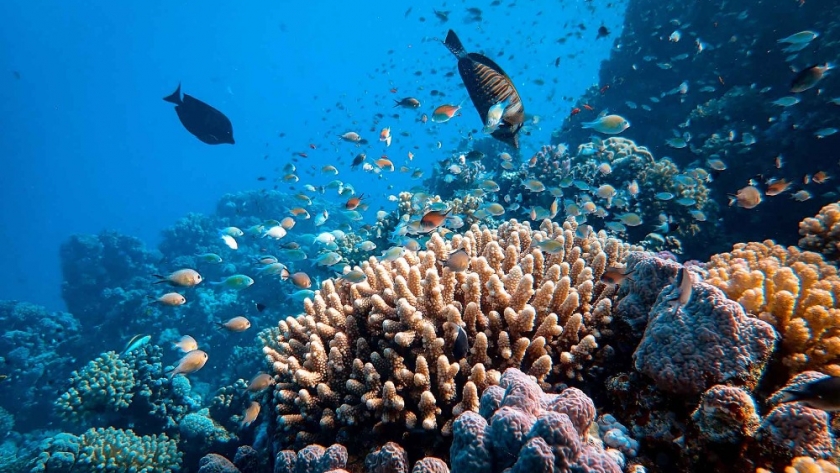 Argentina se congratula por el Acuerdo internacional logrado para proteger la biodiversidad marina y los océanos