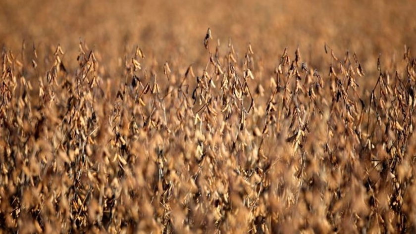 Bolsa Cereales baja previsión cosecha soja  a 52 millones de T por clima adverso