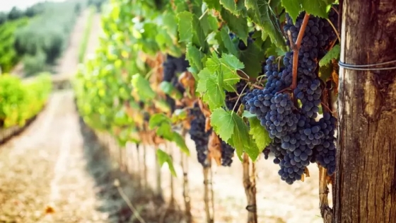 Vinos orgánicos: la revolución verde que está conquistando los corazones de los argentinos