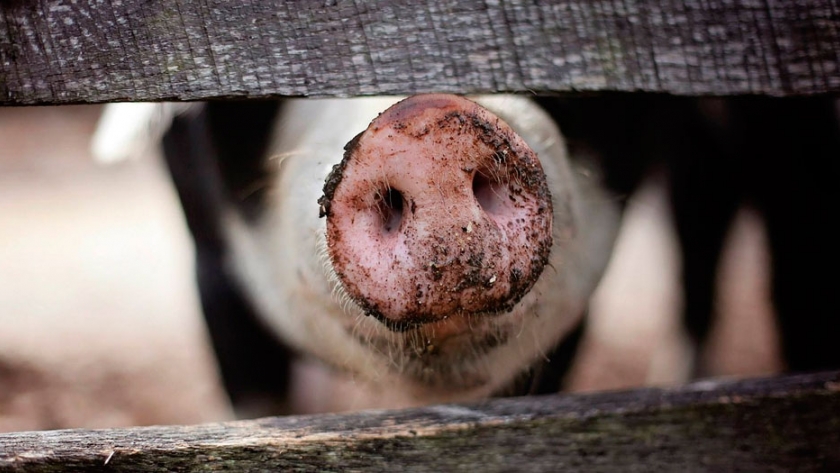 Alerta ante la decisión de Brasil de no vacunar por fiebre aftosa