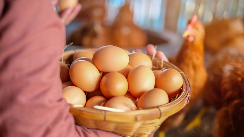 Aumento significativo de la venta de huevos ecológicos en Reino Unido
